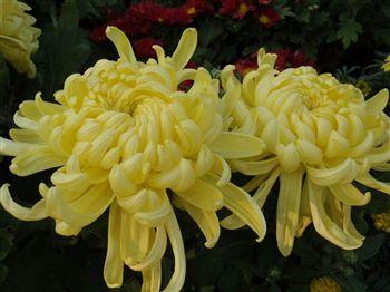 点击浏览下一页