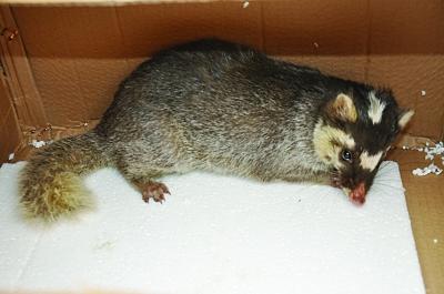 点击浏览下一页