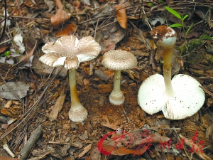 点击浏览下一页