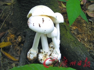 点击浏览下一页