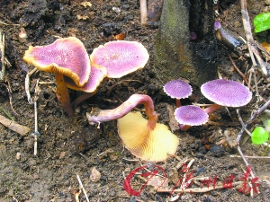 点击浏览下一页