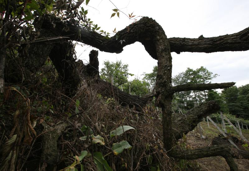 点击浏览下一页