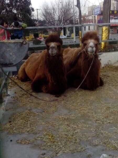 点击浏览下一页