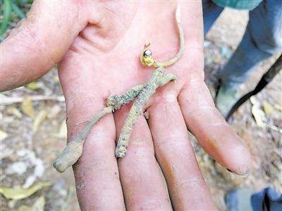 点击浏览下一页